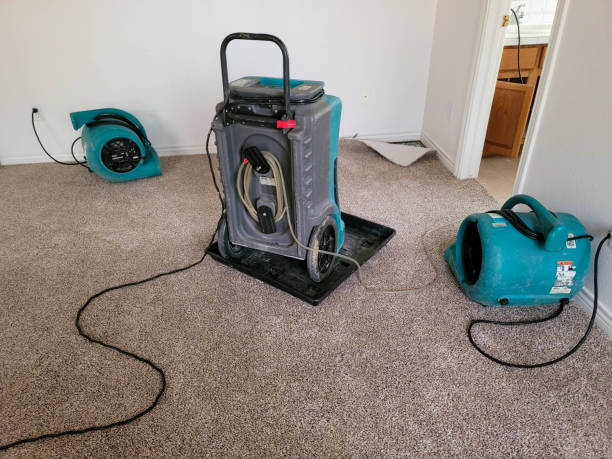 Best Mold removal after water damage  in Meadowbrook, CA