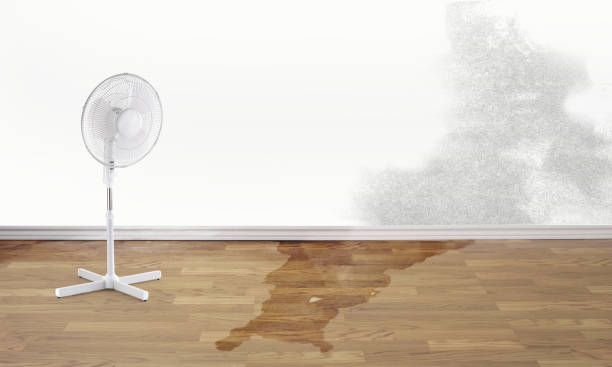 Best Mold removal after water damage  in Meadowbrook, CA
